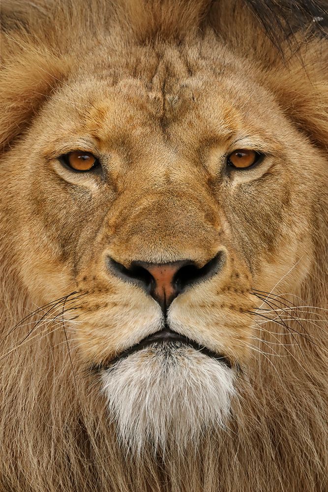 Adult male lion-Masai Mara-Kenya-Africa